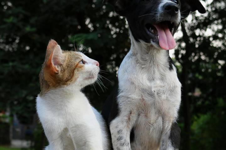 Betim promove mutirão de adoção de animais neste sábado; confira locais e horários