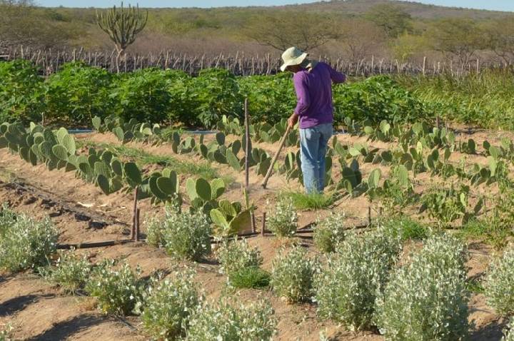 CMN simplifica crédito rural a populações tradicionais e extrativistas
