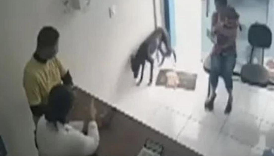 Machucado, cão entra sozinho em clínica veterinária e recebe ajuda