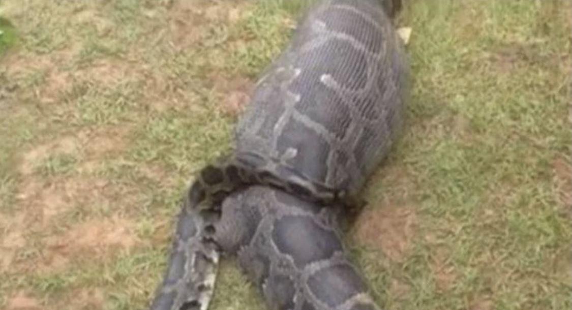 Fazendeira é encontrada dentro de cobra píton de sete metros