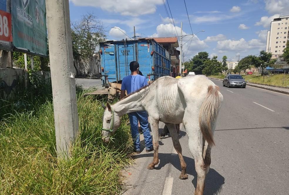 Homem é preso suspeito de maus-tratos a animais em Betim