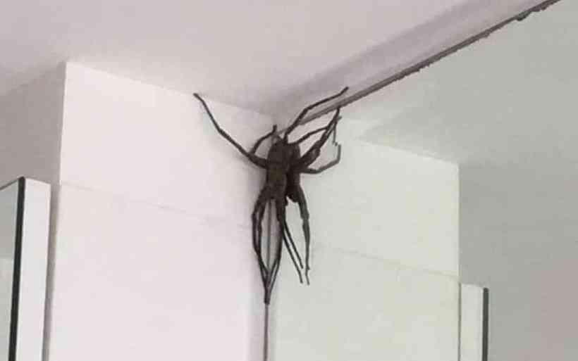 Aranhas “gigantes” aterrorizam moradores de bairro em BH