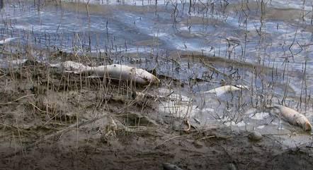 Peixes mortos na represa Várzea das Flores