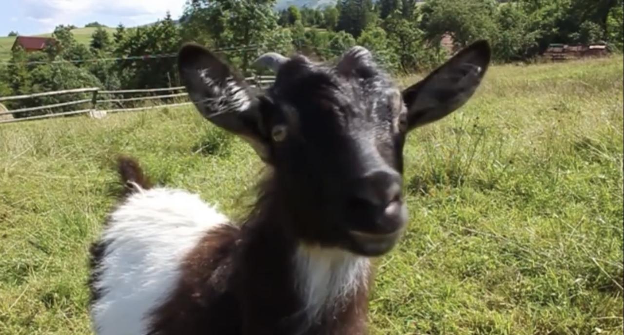 Censo animal começa na segunda-feira em Betim