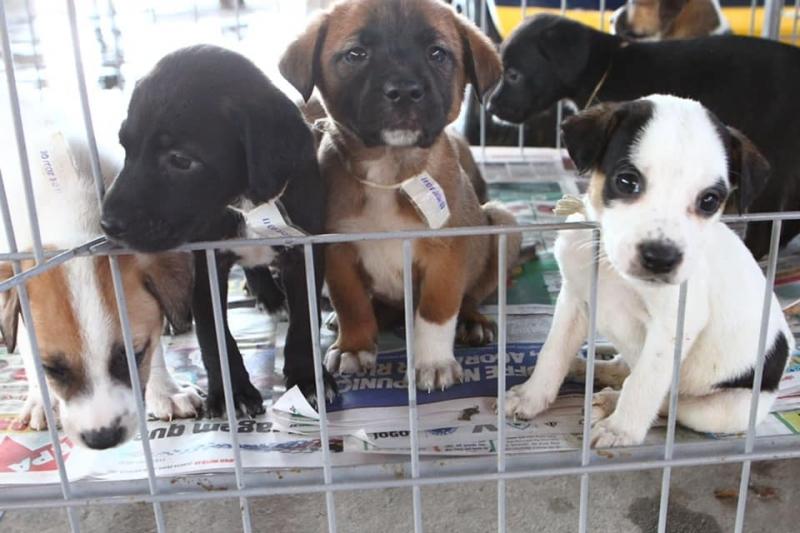 Fevereiro terá quatro eventos de adoção de cães e gatos em Betim