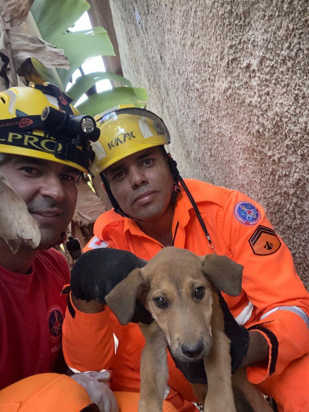 Corpo de Bombeiros resgata cãozinho preso entre muros em Betim