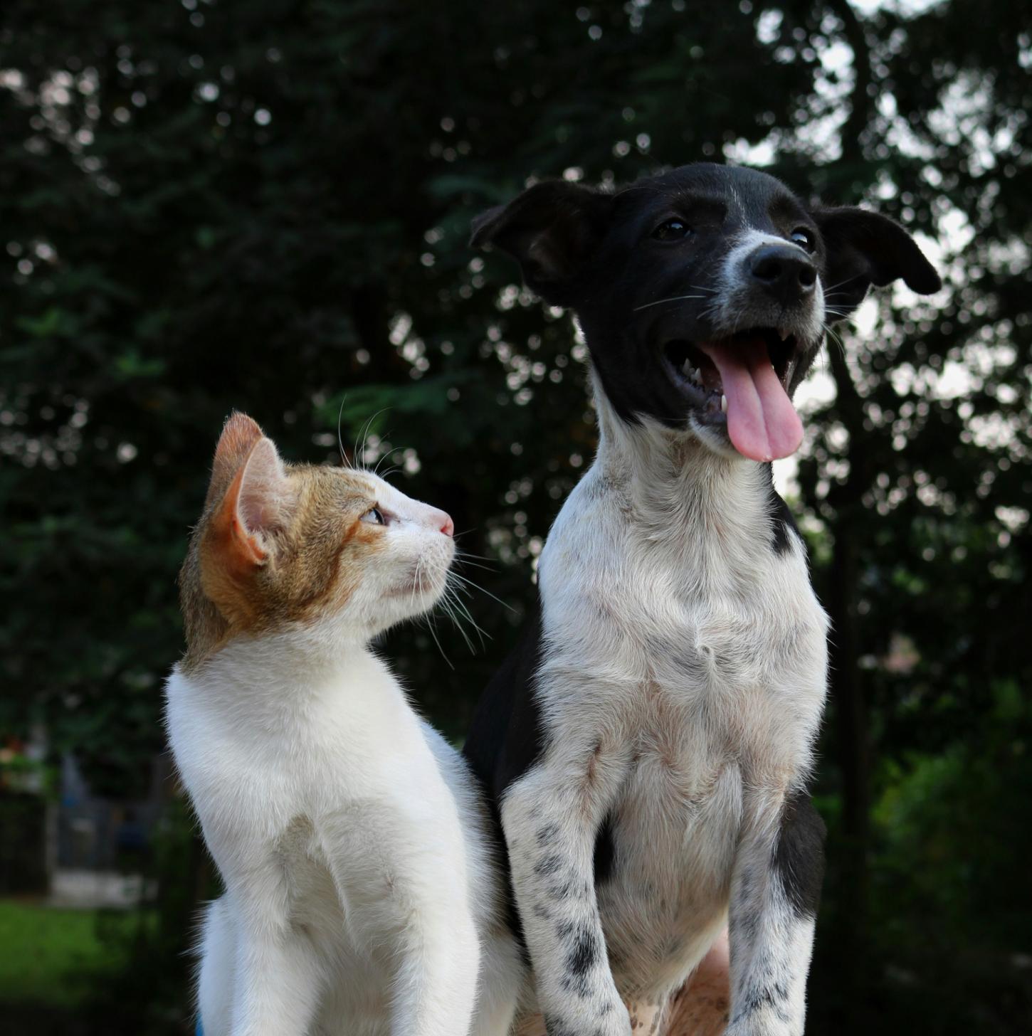 Betim promove mutirão de adoção de animais neste sábado; confira locais e horários